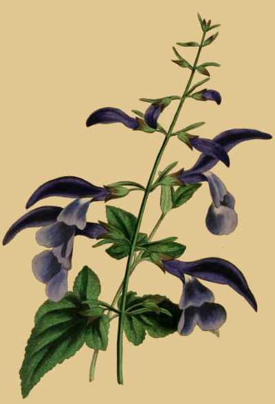 Blue Salvia