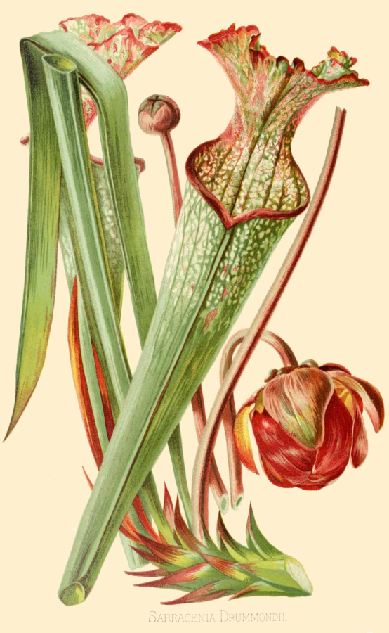 Drummond's Pitcher Plant