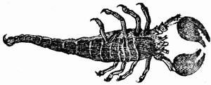 Scorpion Drawing