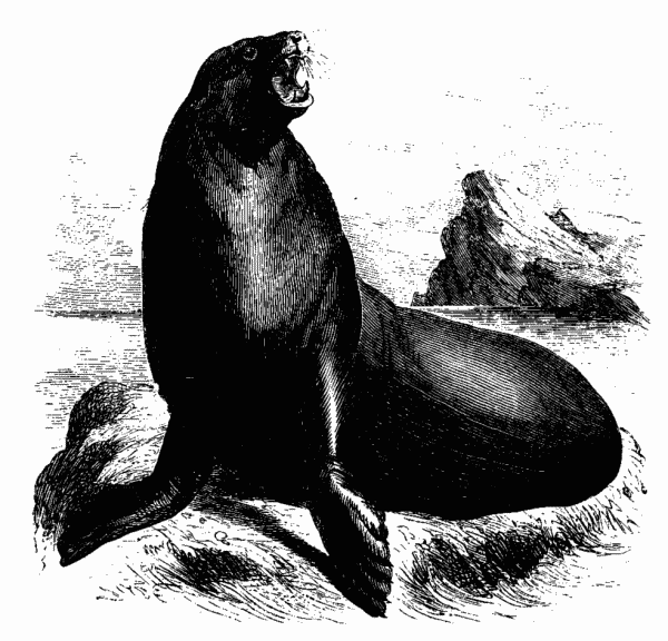 Sea Lion Drawing