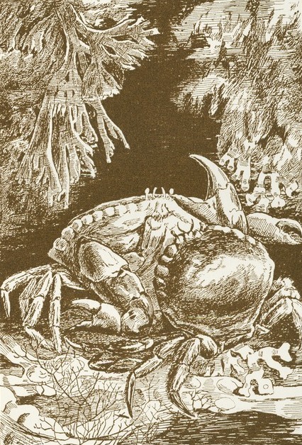 Fighting Crab Drawing