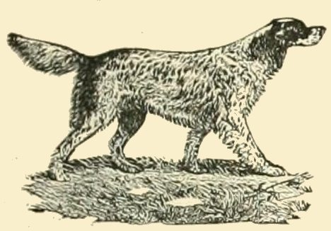 English Setter Drawing