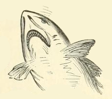 Shark Sketch