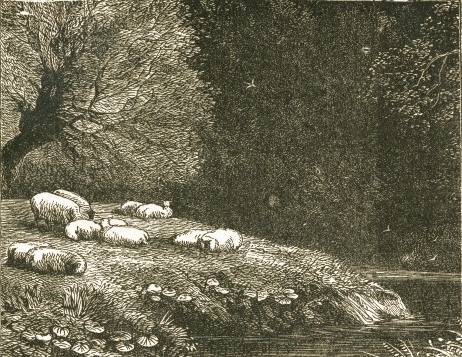 Sheep Sleeping Drawing