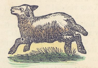Lamb Drawing