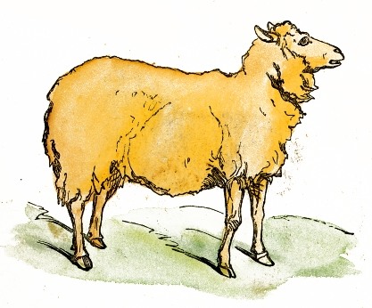 Watercolor Sheep Drawing