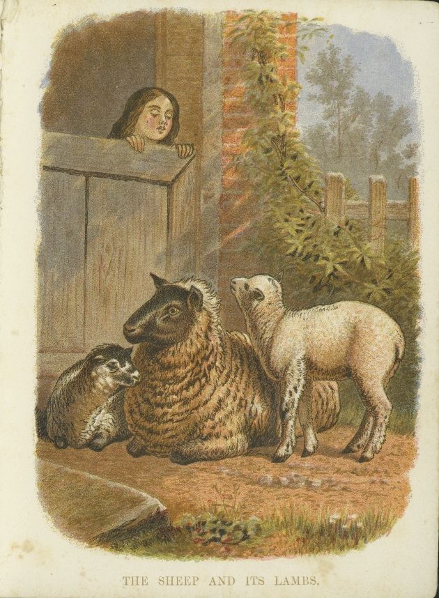 Drawing of a Sheep & Lambs