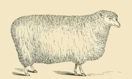 Sheep Drawing