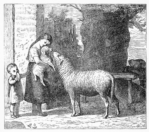 Ewe Meets Lamb Drawing