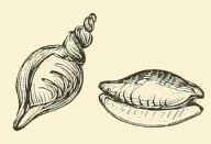 Drawing of Shells