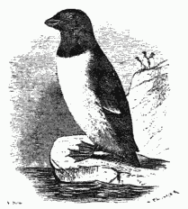 The Little Auk