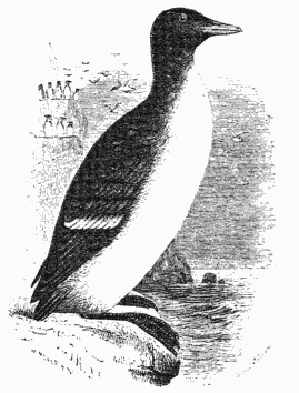 Brünnich's Guillemot