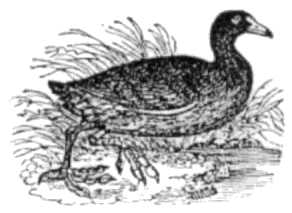 Vintage Coot Image