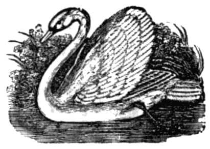 Elegant Swan Image