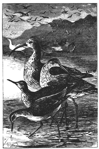 Drawing of a Group of Shore Birds