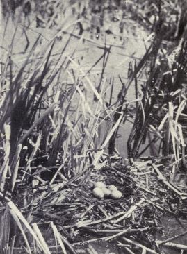Holboell's Grebe Nest Photograph