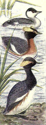 Grebes Drawing