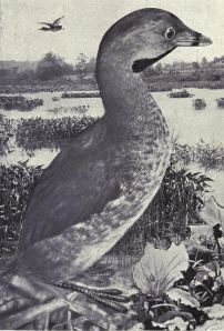 Pied-Billed Grebe