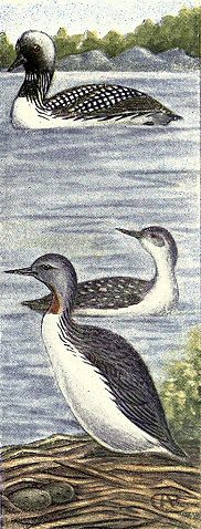 Pacific & Red-throated Loons