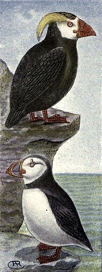 Puffins Drawing