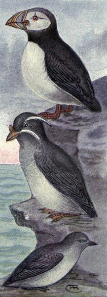 Horned Puffin, Rhinoceros Auklet & Cassin Auklet