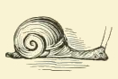 Snail Drawing