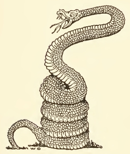 Coiled Snake Drawing