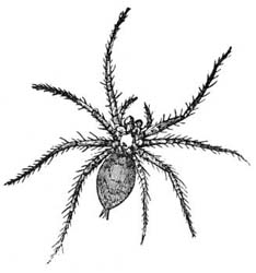 Tegenaria Spider Picture