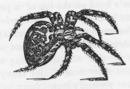 Black Spider Drawing