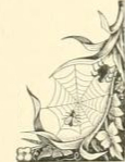 Public Domain Spider Drawing