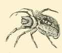 Public Domain Spider Image