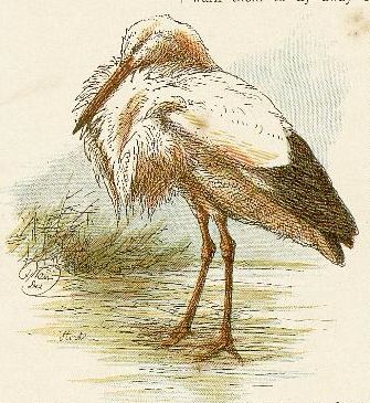 Stork Drawing