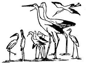 A Family of Storks