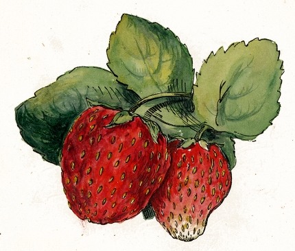 Strawberry Drawing