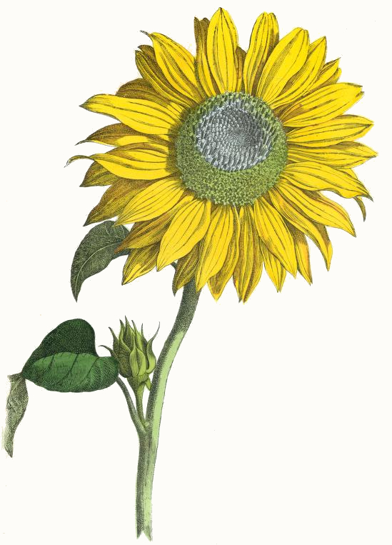 Giant Sunflower Drawing