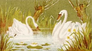 Swan Pair