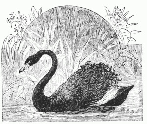 Black Swan Drawing