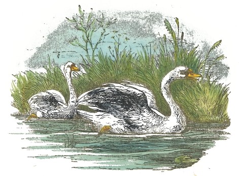 Swan Drawing