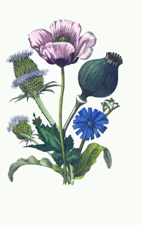 Drawing of Teasel, Poppy & Chicory Flowers