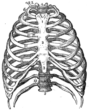 Vintage Anatomy Drawing - Thorax