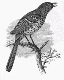 Brown Thrush Drawing