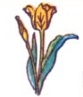 Yellow Tulip