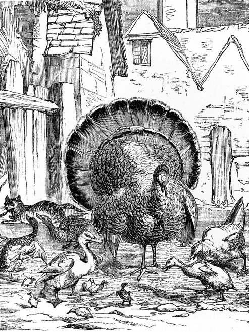 Turkey in Barnyard Drawing