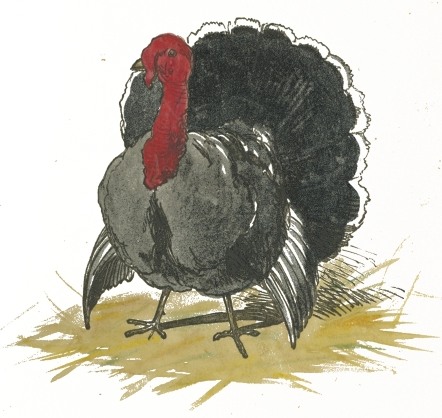 Turkey Drawing