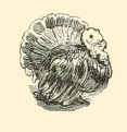Tiny Turkey Drawing