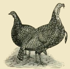 Cambridge Turkeys