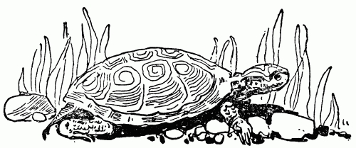 Large Turtle Drawing
