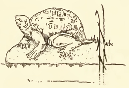 Public Domain Turtle Drawing
