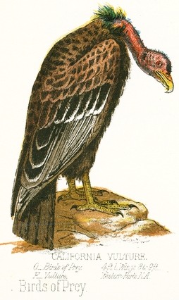 California Vulture Drawing