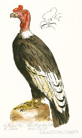 Vintage Vulture Drawing